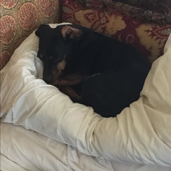 DOG FRIENDLY ENVIRONMENT😂 - Picture 6 of 16